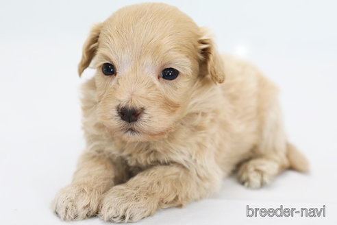 成約済の神奈川県のマルプー:マルチーズ×トイプードル-308956の3枚目